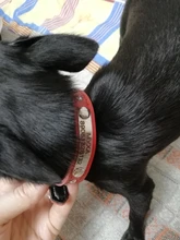 Dog-Collar Dogs Pink Customized Engraved Yorkies Chihuahua for Small