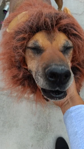 Dog Lion Mane for Medium & Larger Dog | Dog Lion Costume | Cat Lion Mane | Funny Dog Costumes photo review