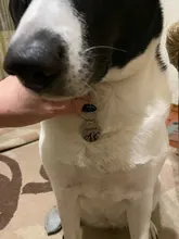 Etiquetas de dirección de nombre personalizadas etiquetas para mascota, Collar de perro gato accesorios decoración mascota etiqueta de identificación para perros collares Acero inoxidable Etiqueta de gato