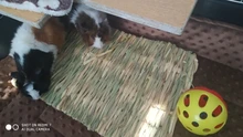 Pad Hamster-Accessories Bed-House Pig-Cage Rabbit-Grass Guinea Small Animal Natural Chew