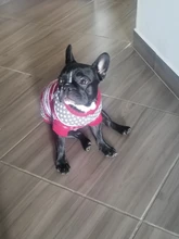 Antumn-ropa de invierno para gatos abrigo de suéter Katten para perros, disfraz de gato para perros pequeños, Chihuahua, Pugs, Bulldog francés