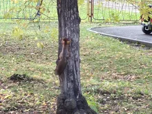 Carp Bait Perch Minnow Fishing-Lure 3d Eyes Pike 1pcs 115mm/14g