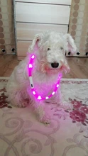 PanDaDa-Collar Led luminoso para perro, con Usb, para noche, recargable, intermitente de seguridad, brillante