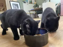 Drinking-Dish-Feeder Raised-Stand Dog-Bowl Feeding-Accessories Puppy Water-Dish Pet-Food