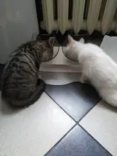 Cat-Bowls Products Pet-Food Raised-Stand Pet-Supplies Cats-Dogs-Feeders Non-Slip Double