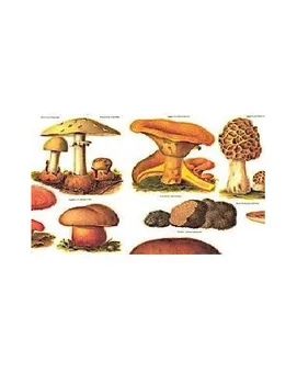 

DECOUPAGE PAPER NAPKINS WITH SIZE 50X70 CM 85 GR BRAND FONTORPIN MODEL MUSHROOM