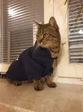Seguridad ropa para gato mascotas abrigos para gato chaqueta sudaderas con capucha para los gatos traje cálido ropa para mascotas ropa de conejo Animales Mascotas traje para perros 30