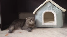HOOPET-casa de perro para interior, cálida perrera, nido de cueva de Gato, nido de conejo, esterilla extraíble lavable, cama de dormir acogedora para gatos