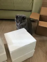 Pendant-Lights Hanging-Lamp Hoop Glass-Ball Industrial-Decor Gold Living-Room Modern Led