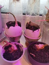 Grow-Lamp Lights-Plants E27-Hydroponic-System Indoor-Lighting 80leds Full-Spectrum 220V