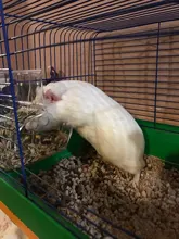 Hamster Rabbit Food Dispenser Feeder Plastic Clear Automatic Pet Feeder For Hamster Guinea