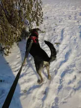 Vest Harness Pet-Dog No-Pull SUPREPET Nylon Adjustable for Large Medium