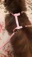 Leash-Set Harness Pet-Products Cat-Collar Adjustable Belt Dog Animals Kitten Nylon And