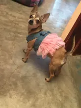 Dress Sling Puppy-Costume Pet-Dog Lace Small Dog Wedding for Party Birthday Bowknot