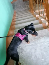 Arnés ajustable para perros medianos y grandes, chaleco reflectante de entrenamiento para caminar, sin tirones, para mascotas