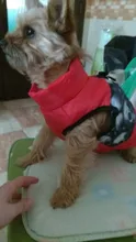 Ropa de invierno para mascotas, atuendo con chaleco cálido para perros pequeños, abrigo para perro, Chihuahua acolchado, a prueba de viento, 20