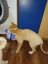 Pet-Cat-Clippers Haircut-Machine Electrical-Grooming-Trimmer Professional Dogs Animals
