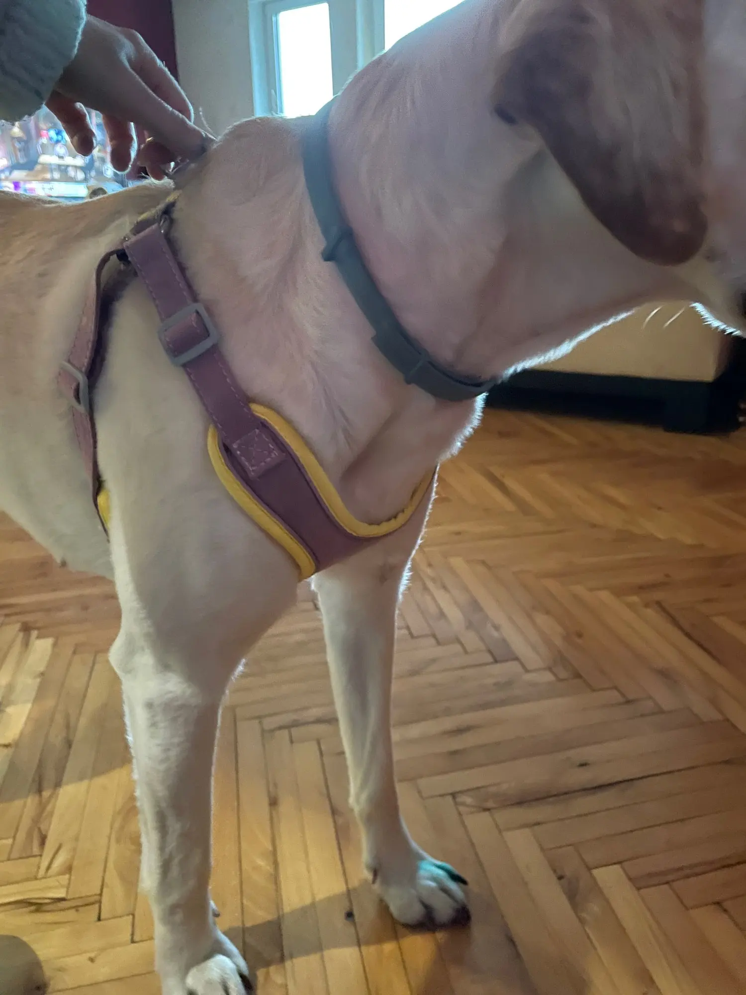 Adjustable Dog Harness with Leash - No Pull photo review