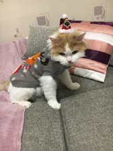 Cute Cat Sweater Costume Winter Warm Pet Clothes Cat Clothing for Cats Katten Kedi Giyim
