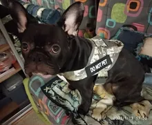 Vest Harness Collar Dog-Leash Pet-Dog German Shepherd Dogs K9 Walking Nylon Adjustable