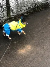 Jumpsuit Raincoat Pet-Cloak Teddy Waterproof-Jacket HOOPET Dogs Chihuahua for Small Cat