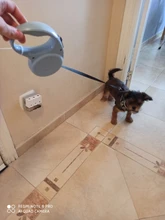 Kopek tasma-correa retráctil automática para perros pequeños, accesorio para caminar, correr, nailon, 33 libras