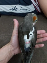 Pájaro loro pañal Cockatiel palomas mascota mediana grande aves traje de vuelo ropa mascotas pájaros heces bolsillo