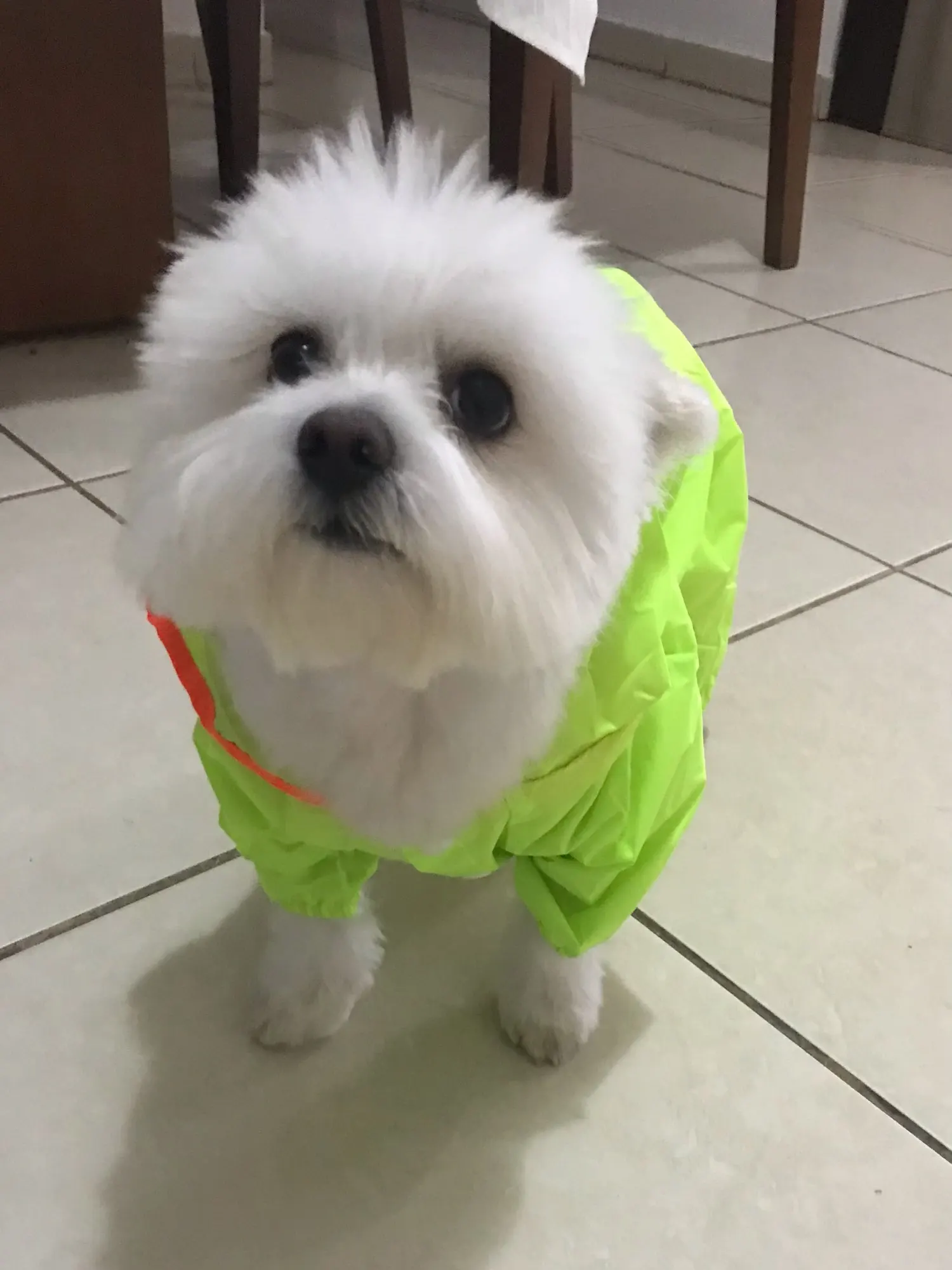 DogMEGA All-inclusive Colorful Raincoat for Dog | Dog Waterproof Raincoat photo review