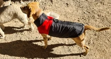 Ropa de invierno para perros y gatos abrigo impermeable para perros y gatos, cálido, disponible en 8 S-5XL tamaños, color verde, rojo, azul y rosa