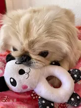 Juguete para masticar para entrenamiento de perros, juguete de felpa interactivo para perros, juguetes masticables para mascotas para perros pequeños y grandes