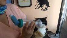 Cámara de Aerosol para mascotas, espaciador veterinario, cámara de Aerosol
