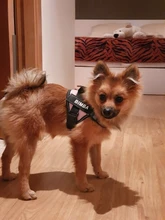 Arnés transpirable reflectante sin tirones para perro, chaleco de arnés de mascota ajustable con parche personalizado de identificación, suministros para caminar al aire libre