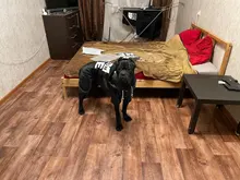 Jacket Rain-Coat Labrador Alaska Puppy-Doberman Waterproof Dogs Large Medium Husky TLC02