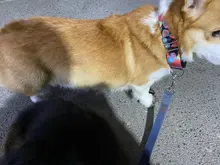 Personalized Fabric Super Strong Durable Martingale Collars for Dogs Heavy Duty Duty