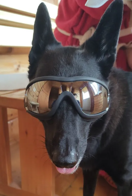 Adjustable Goggles for Dog Waterproof, Windproof and AntiUV Goggles