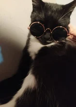 Glasses Props-Accessories Pet-Products Pet-Supplies Photos Cat Little Toy for Dog Eye-Wear