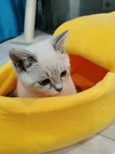 Bed House Kennel Pet-Basket Dog-Cushion Cat-Mat Cat-Supplies Banana Cat Cozy Warm Funny