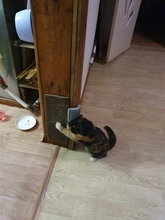 Massage-Comb Brush Self-Grooming-Brush Corner Cat Dogs/cats 