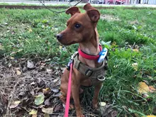 Harness Light-Weight Military-Service Truelove Dog Small Outdoor Tactical Medium Adjustable