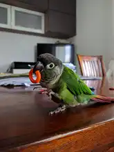 Toy Diy-Accessories Bird Pet-Parrot Home-Decoration Wooden-Ring Chew Natural Bite Molar