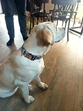 Collar de identificación de perro personalizado, nailon, placa de etiqueta grabado gratis para perros pequeños, medianos y grandes, Pitbull