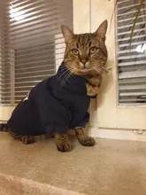 Seguridad ropa para gato mascotas abrigos para gato chaqueta sudaderas con capucha para los gatos traje cálido ropa para mascotas ropa de conejo Animales Mascotas traje para perros 30