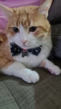 Corbata de lazo de Mascota, diseño de ancla, Collar de gato, corbata de gato, disfraz de gato, Xiao, tienda MPK