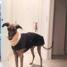 Jacket Clothing Coat Greyhound Waterproof Dog Dogs Large Super-Warm Medium Thick 