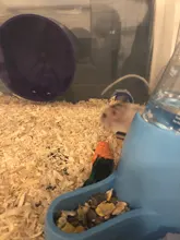 3Pcs Carrot Shaped Rabbit Hamster Chew Bite Toys Guinea Pig Tooth Cleaning Toys