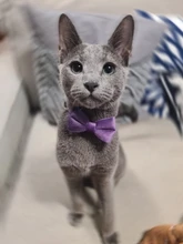 Collar de gato de Color liso con lazo de terciopelo para cachorro, Chihuahua, hebilla de seguridad ajustable con campana, pajarita para gatos, accesorios para mascotas