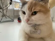 Pet-Id-Tag Pendant-Collar Pet-Accessories Engraved Puppy Personalized Anti-Lost for Cat