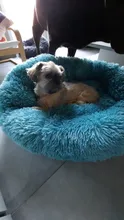 Cats Nest Bed-House Pet-Cushion Pets-Supplies Dog-Mat Plush-Dog Round Warm Soft Winter