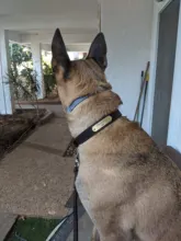 Leash-Set Pet-Collar Free-Engraved-Nameplate Dogs Small Custom Personalized for Medium