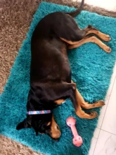 Dog-Collar Engraved Puppy-Name Floral Pet Personalized Airuidog Free Small Large Medium